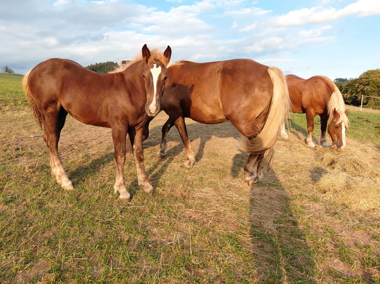 Black Forest Horse Mare Foal (05/2026) Chestnut in Bad Laasphe