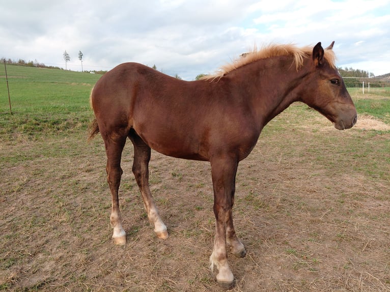 Black Forest Horse Mare Foal (05/2026) Chestnut in Bad Laasphe