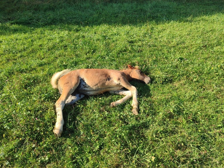 Black Forest Horse Mare Foal (06/2024) Chestnut in Ühlingen-Birkendorf