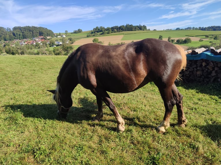 Black Forest Horse Mare Foal (06/2024) Chestnut in Ühlingen-Birkendorf