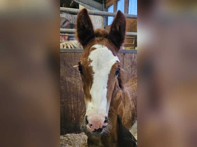 Black Forest Horse Mare Foal (05/2024) Chestnut in Bad Wurzach