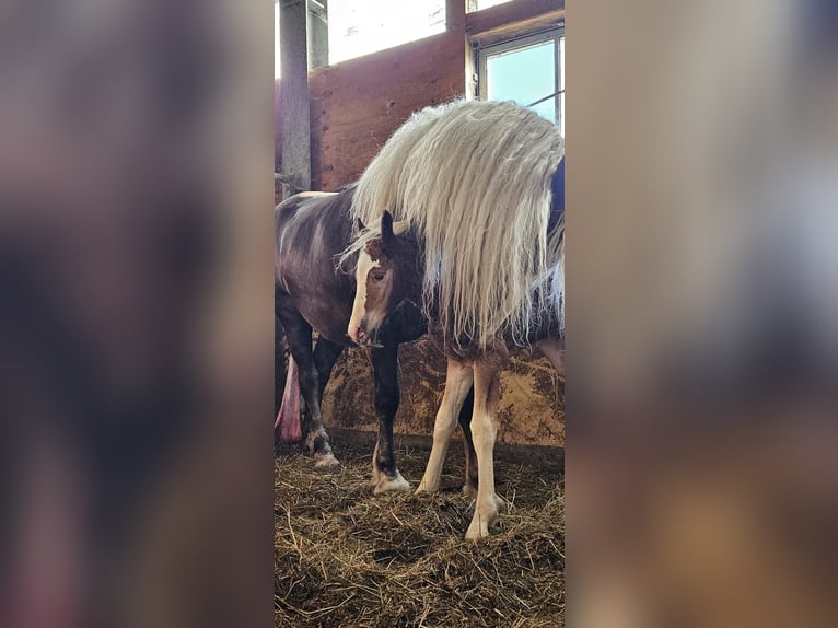 Black Forest Horse Mare Foal (05/2024) Chestnut in Bad Wurzach