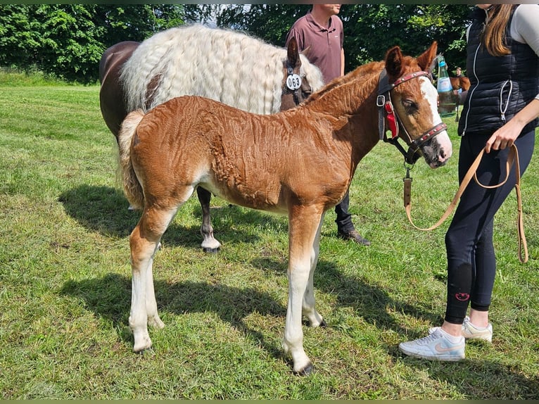 Black Forest Horse Mare Foal (05/2024) Chestnut in Bad Wurzach