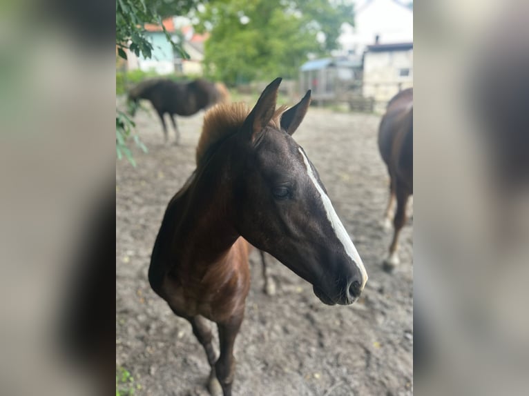 Black Forest Horse Mare Foal (03/2024) Chestnut in Ravensburg