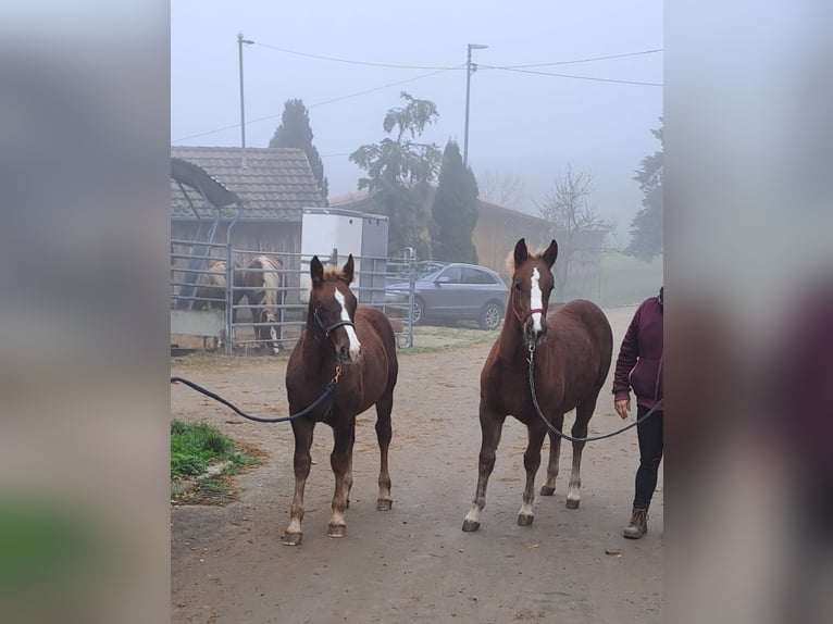 Black Forest Horse Mare Foal (03/2024) Chestnut in Ravensburg