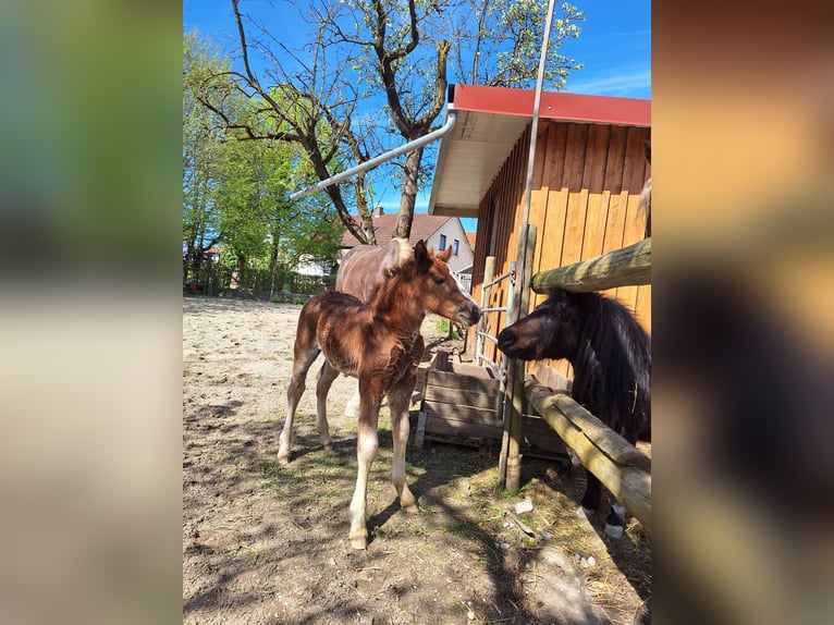 Black Forest Horse Mare Foal (03/2024) Chestnut in Ravensburg