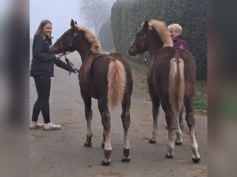 Black Forest Horse Mare Foal (03/2024) Chestnut in Ravensburg