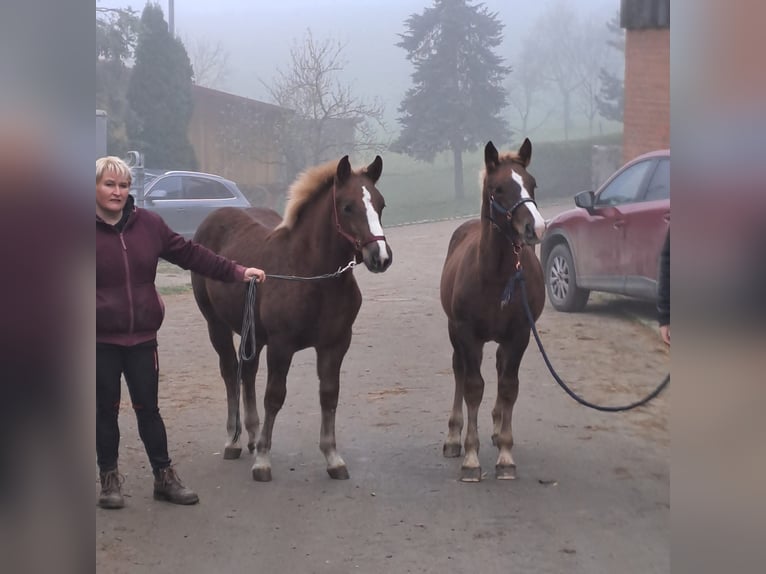 Black Forest Horse Mare Foal (03/2024) Chestnut in Ravensburg