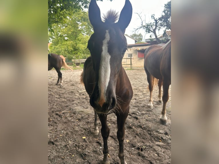 Black Forest Horse Mare Foal (03/2024) Chestnut in Ravensburg