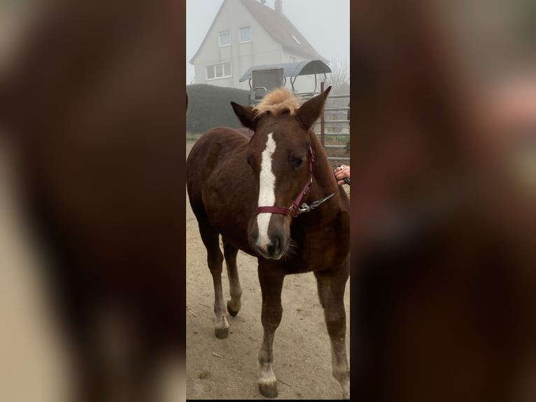 Black Forest Horse Mare Foal (03/2024) Chestnut in Ravensburg