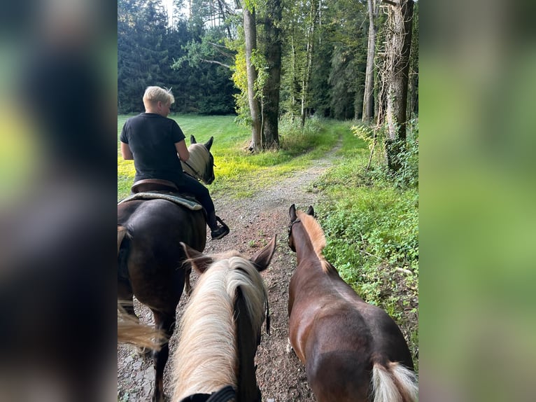 Black Forest Horse Mare Foal (03/2024) Chestnut in Ravensburg