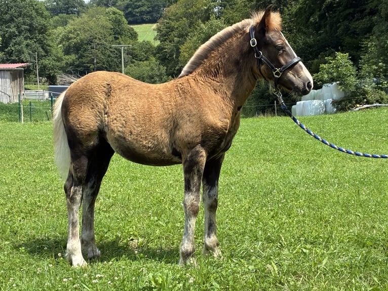 Black Forest Horse Mare Foal (04/2025) Chestnut in Stegen