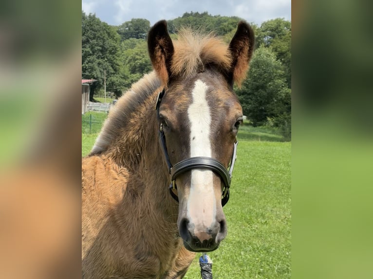 Black Forest Horse Mare Foal (04/2025) Chestnut in Stegen