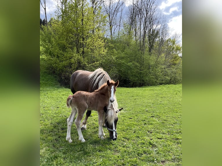 Black Forest Horse Mare  Chestnut in Stegen