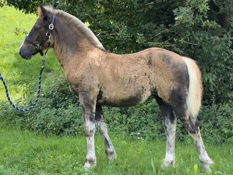 Black Forest Horse Mare Foal (04/2025) Chestnut in Stegen