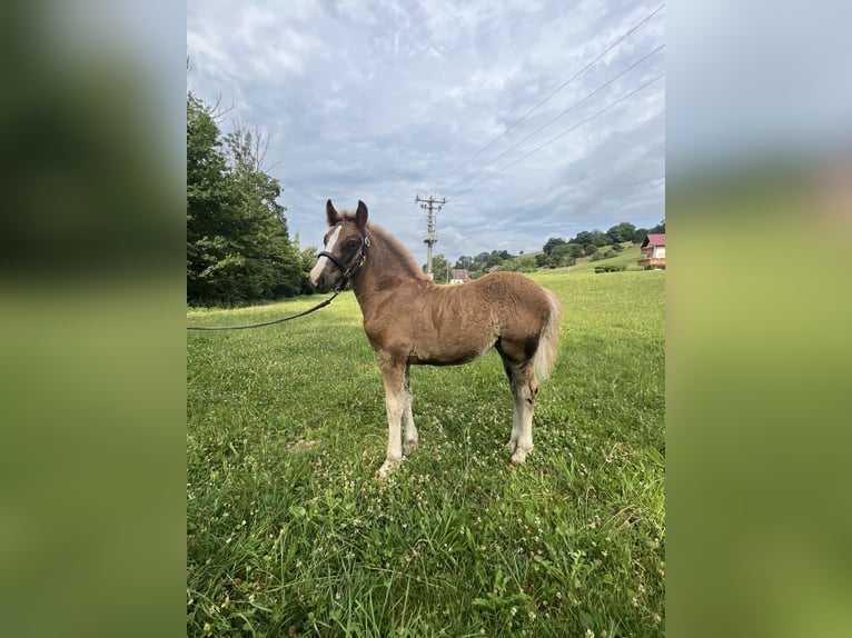 Black Forest Horse Mare  Chestnut in Stegen