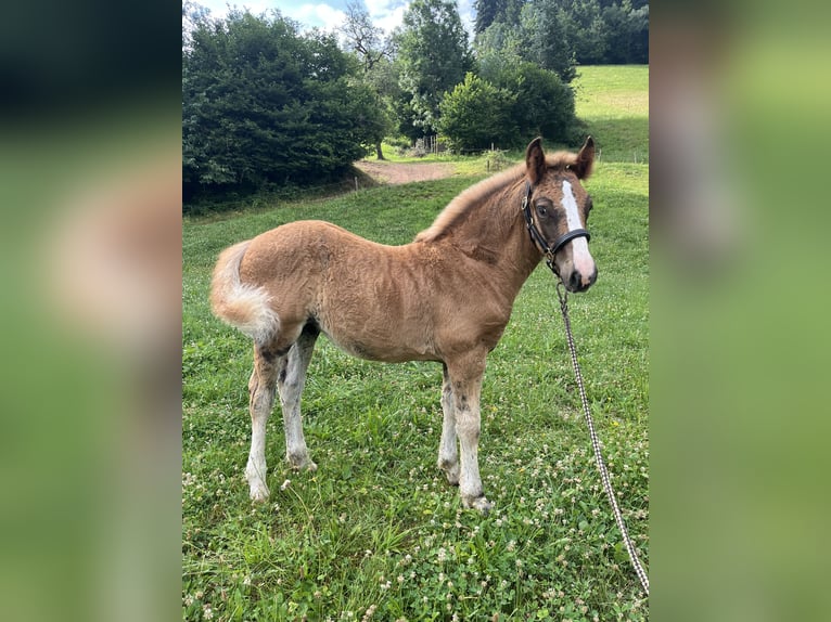 Black Forest Horse Mare  Chestnut in Stegen