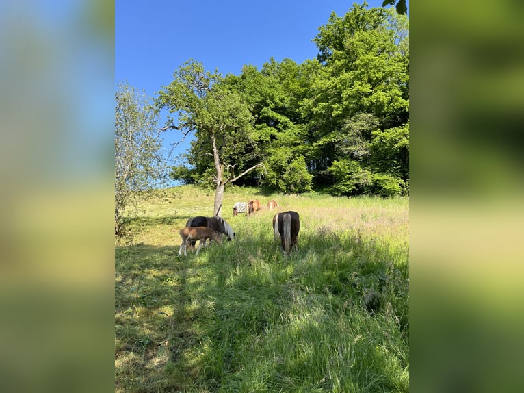 Black Forest Horse Mare  Chestnut in Stegen
