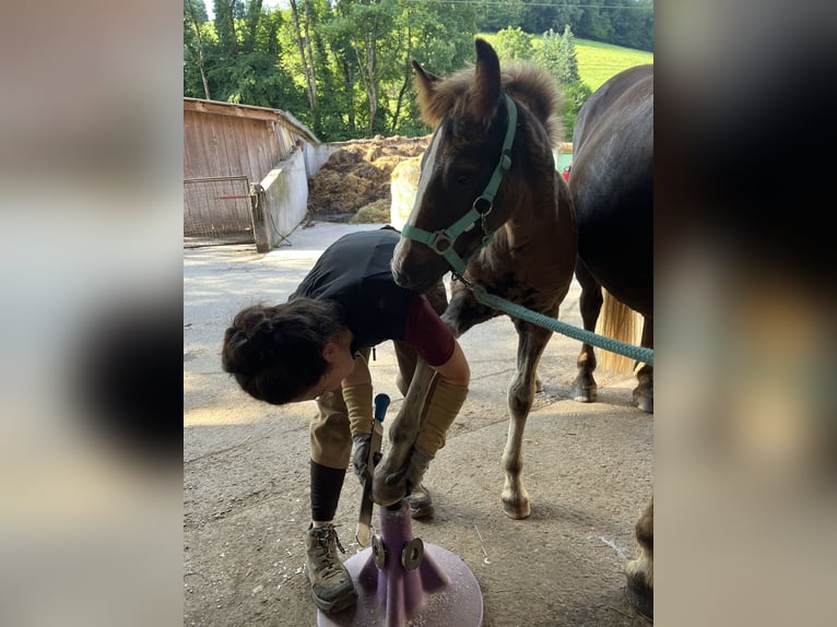 Black Forest Horse Mare Foal (04/2025) Chestnut in Stegen