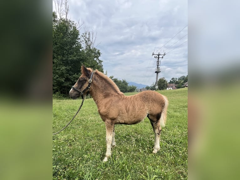 Black Forest Horse Mare  Chestnut in Stegen