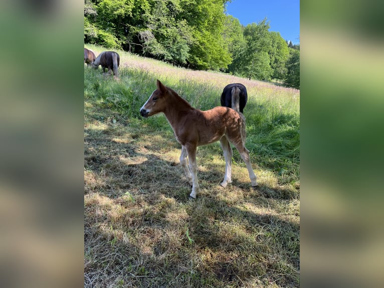 Black Forest Horse Mare  Chestnut in Stegen