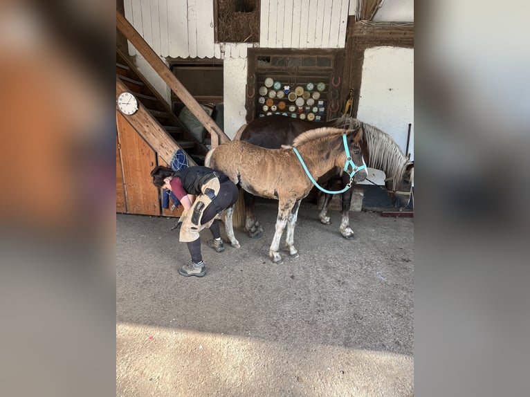 Black Forest Horse Mare Foal (04/2025) Chestnut in Stegen