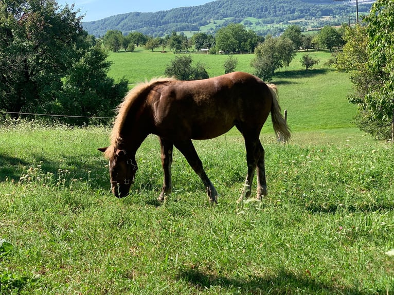 Black Forest Horse Mare Foal (04/2025) Chestnut-Red in Beuren