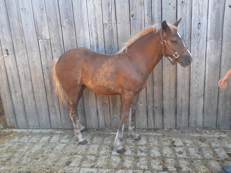 Black Forest Horse Mare Foal (04/2025) Chestnut-Red in Beuren