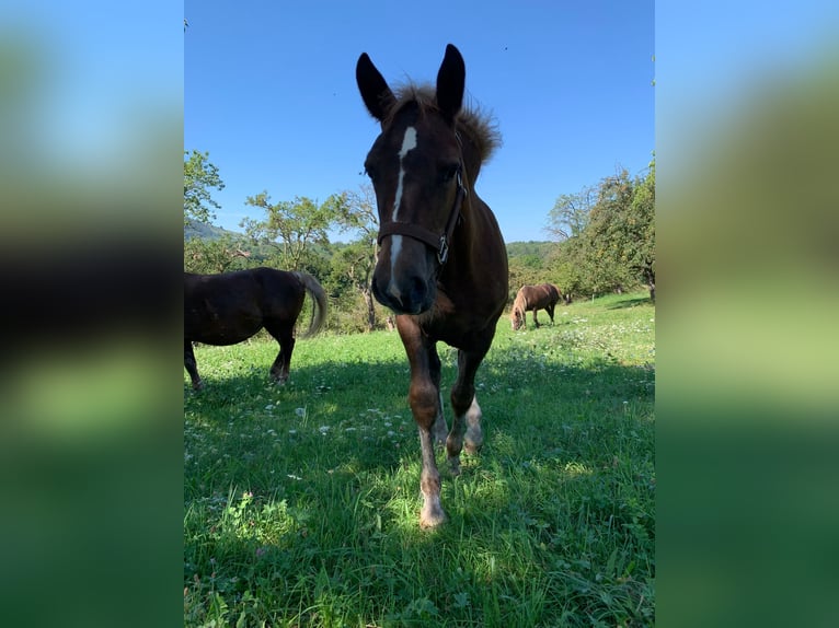Black Forest Horse Mare Foal (04/2025) Chestnut-Red in Beuren