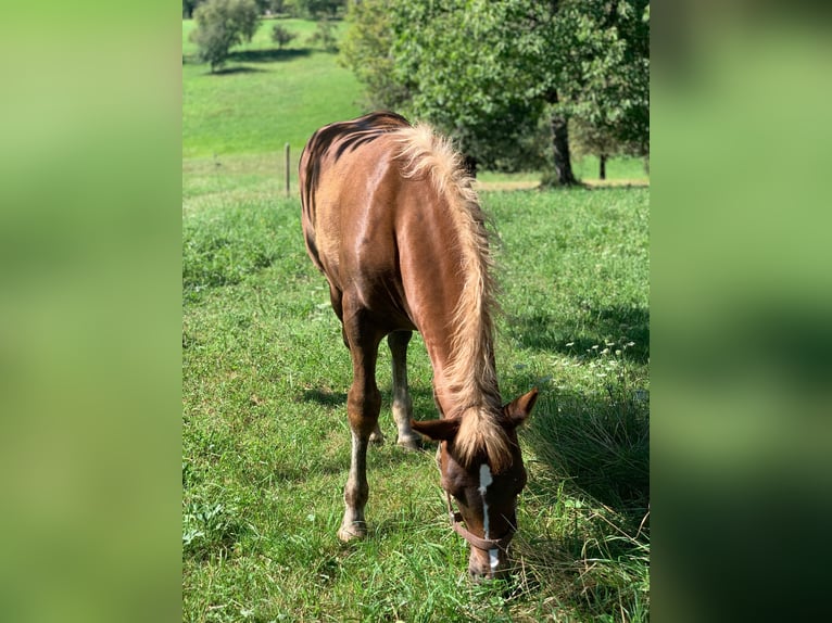 Black Forest Horse Mare Foal (04/2025) Chestnut-Red in Beuren