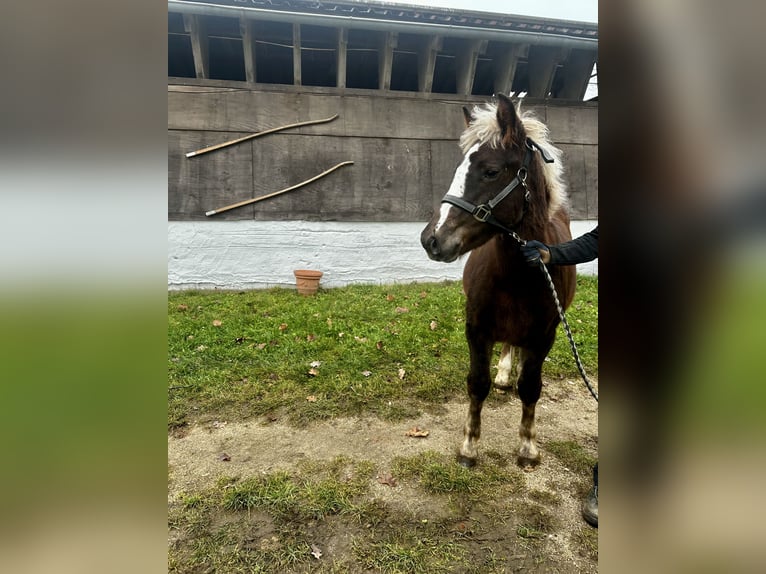 Black Forest Horse Mare  Chestnut-Red in Gunzenhausen