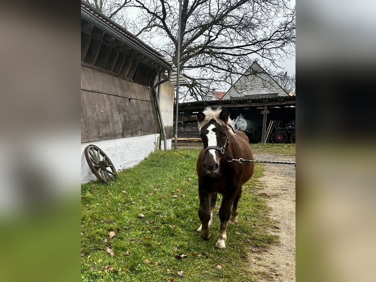 Black Forest Horse Mare  Chestnut-Red in Gunzenhausen