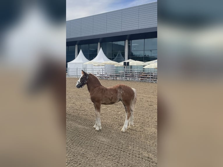 Black Forest Horse Mare  Chestnut-Red in Elzach
