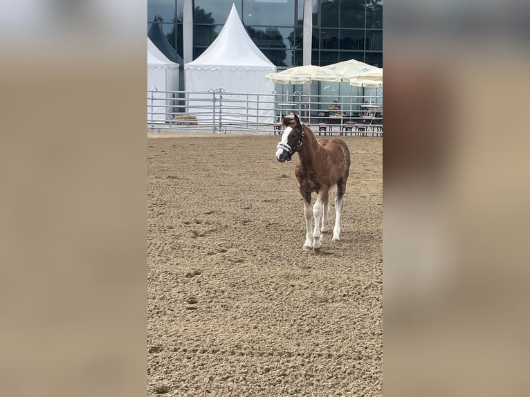 Black Forest Horse Mare  Chestnut-Red in Elzach