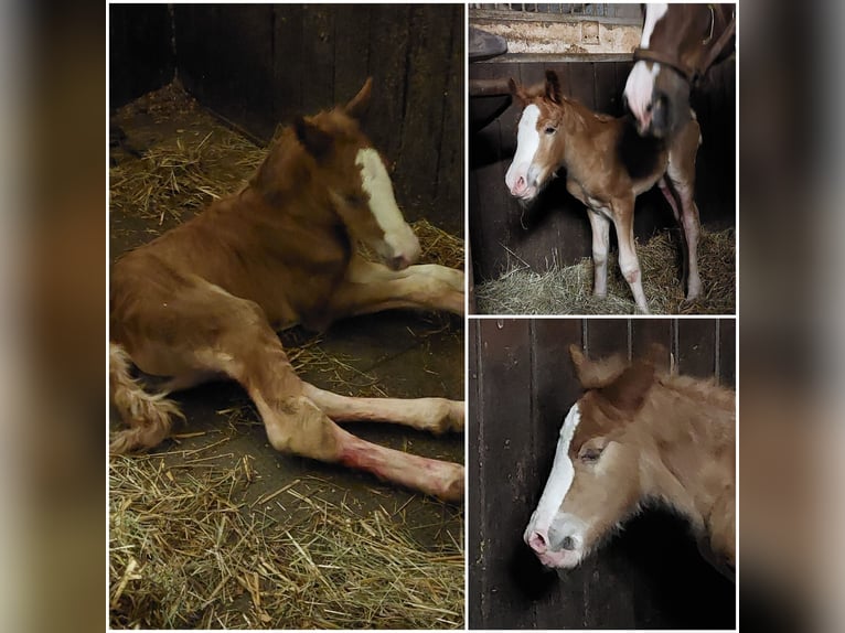 Black Forest Horse Mare Foal (01/2024) in Ebersbach an der Fils