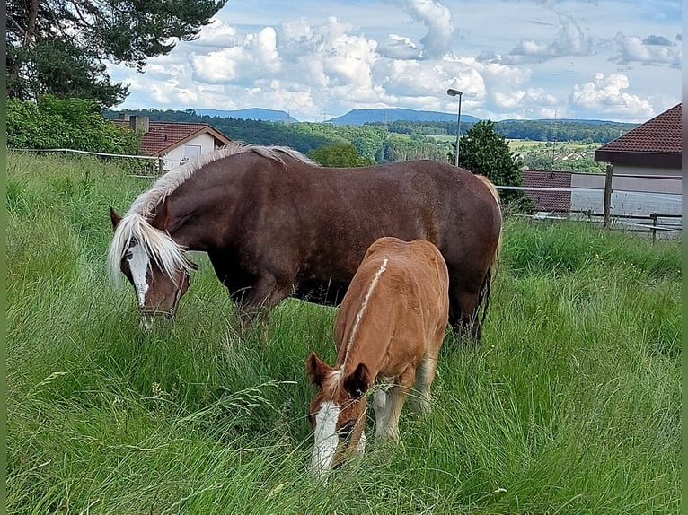 Black Forest Horse Mare Foal (01/2024) in Ebersbach an der Fils