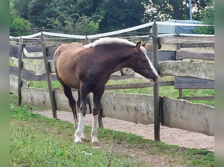 Black Forest Horse Mare Foal (01/2024) in Ebersbach an der Fils