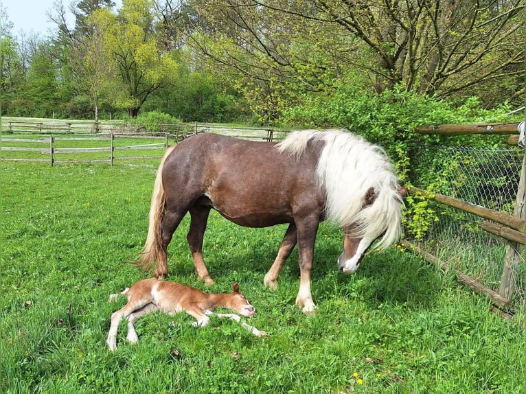 Black Forest Horse Mare Foal (01/2024) in Ebersbach an der Fils