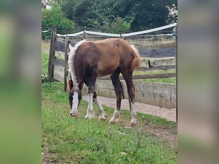 Black Forest Horse Mare Foal (01/2024) in Ebersbach an der Fils