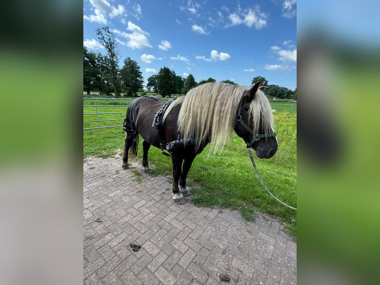 Black Forest Horse Stallion 10 years 14,2 hh Chestnut in Gardelegen