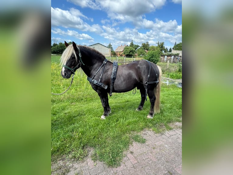 Black Forest Horse Stallion 10 years 14,2 hh Chestnut in Gardelegen