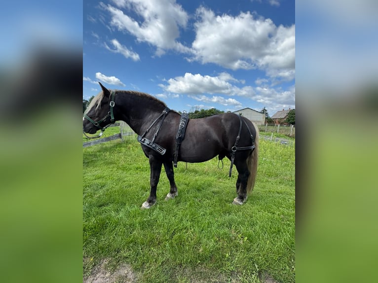 Black Forest Horse Stallion 10 years 14,2 hh Chestnut in Gardelegen