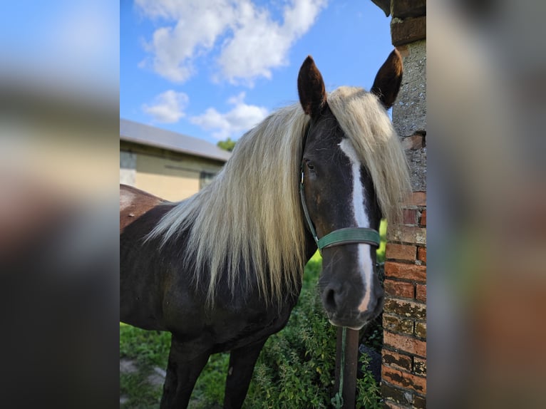Black Forest Horse Stallion 10 years 14,2 hh Chestnut in Gardelegen