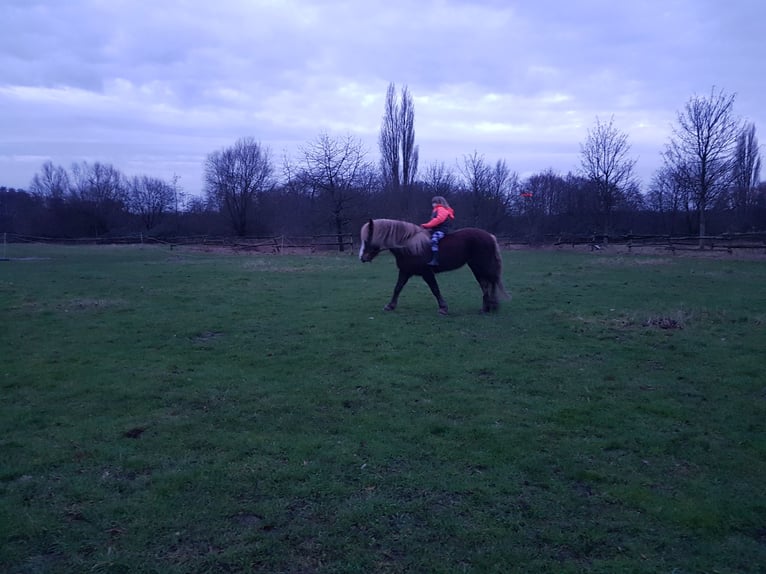 Black Forest Horse Stallion 17 years 14,1 hh Chestnut in Recklinghausen