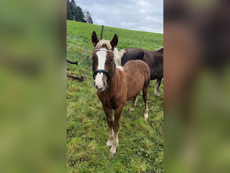Black Forest Horse Stallion 1 year 13,2 hh Chestnut-Red in Mörlenbach