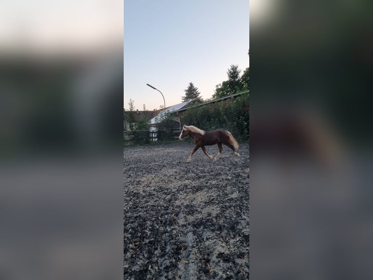 Black Forest Horse Stallion 1 year 14.1 hh Chestnut-Red in Berg