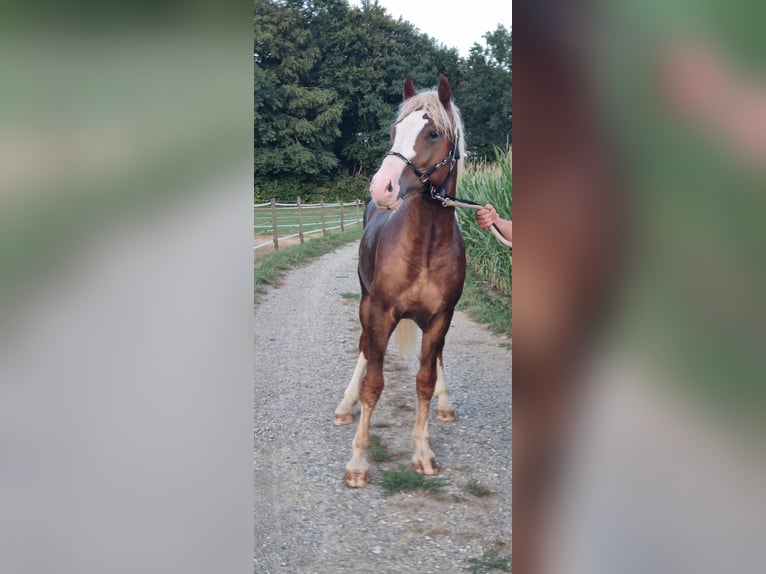 Black Forest Horse Stallion 1 year 14.1 hh Chestnut-Red in Berg