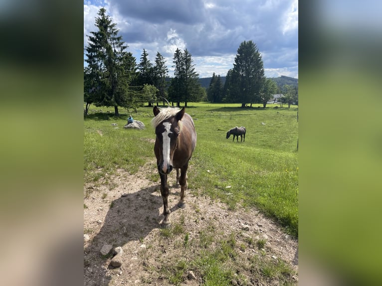 Black Forest Horse Stallion 1 year 14,2 hh Chestnut in Schluchsee