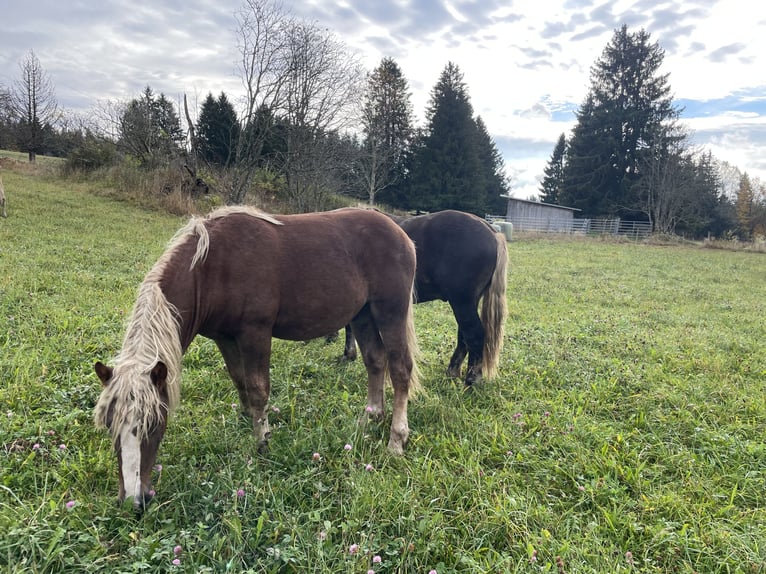 Black Forest Horse Stallion 1 year 14,2 hh Chestnut in Schluchsee