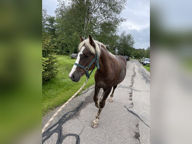 Black Forest Horse Stallion 1 year 14,2 hh Chestnut in Schluchsee